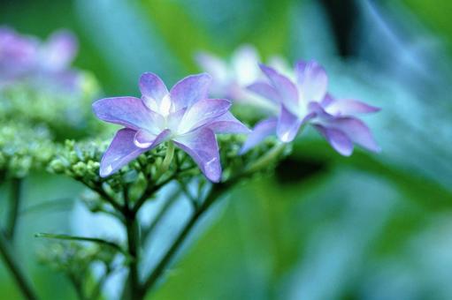 雨の日の紫陽花 雨の日の紫陽花の写真