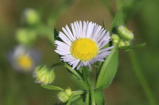 ヒメジョオンの花 ヒメジョオンの花の写真