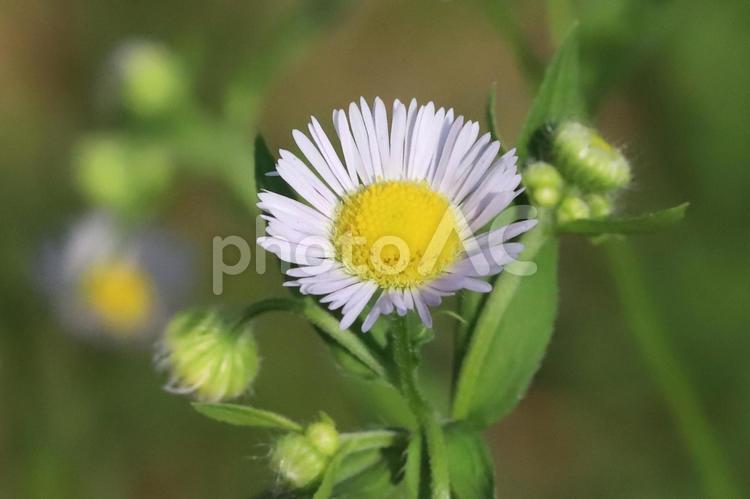 ヒメジョオンの花 植物,野草,雑草の写真素材