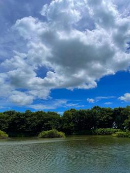 夏の公園の池 夏の公園の池の写真