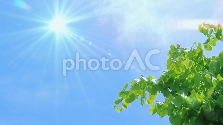 さわやかな青空と新緑 青空,新緑,さわやかの写真素材
