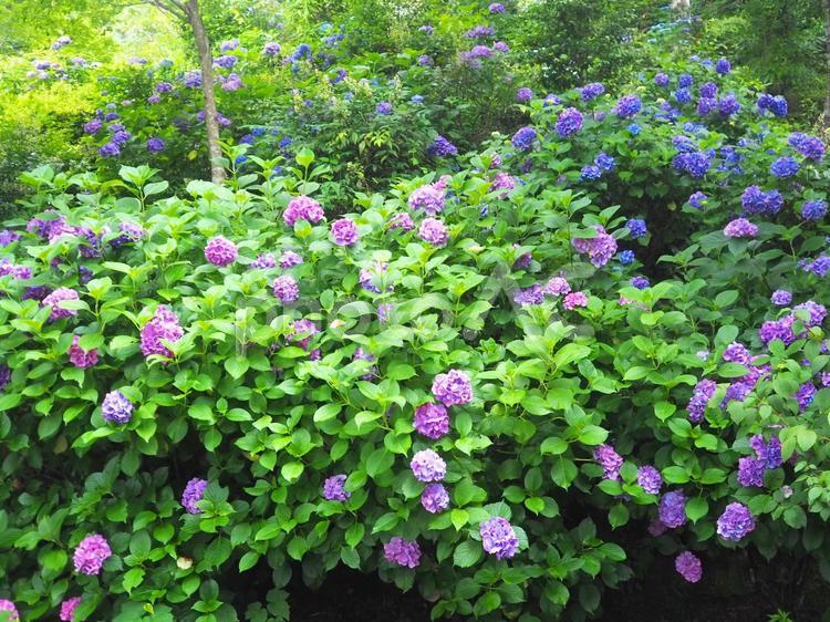 梅雨の晴れ間のアジサイ 紫陽花,アジサイ,紫陽花の花の写真素材