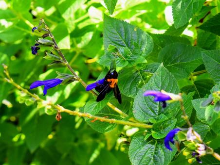 花の蜜を吸うクマバチ 花の蜜を吸うクマバチの写真