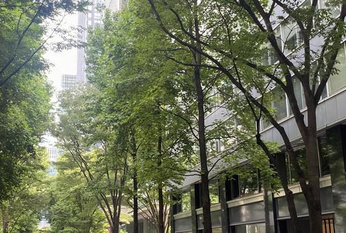 木々 新緑 オフィス 木々 新緑 オフィス 木々,新緑,通りの写真素材