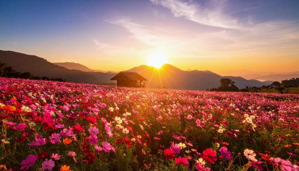 秋の秋桜の花畑 秋の秋桜の花畑の写真