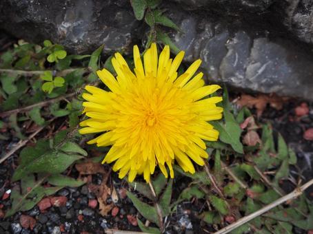 道端のたんぽぽ たんぽぽ,タンポポ,花の写真素材