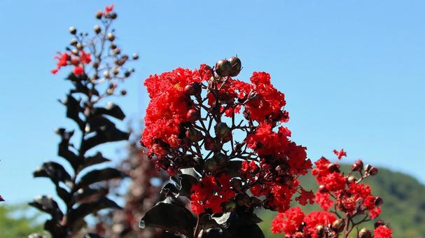 初秋の河口湖畔の真っ赤なサルスベリの花 初秋の河口湖畔の真っ赤なサルスベリの花 サルスベリ,花,初秋の写真素材