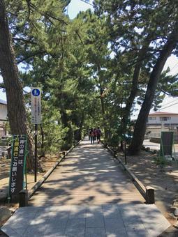 神の道（三保の松原） 神の道,三保の松原,観光地の写真素材