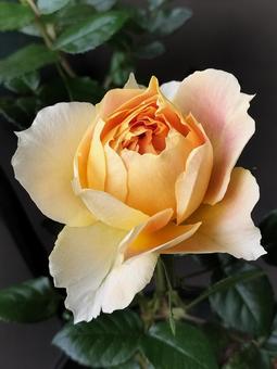 Photo, rose, lantern citroille, drew, 