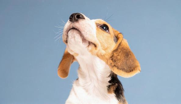 空を見上げるビーグル犬 ペットと散歩 空を見上げるビーグル犬 ペットと散歩の写真
