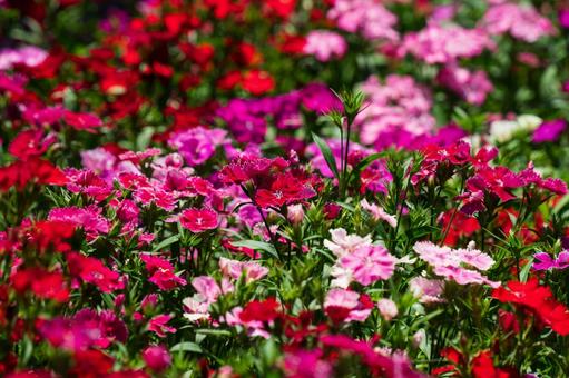 ナデシコの写真