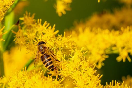 ミツバチとセイタカアワダチソウ⒀ ミツバチとセイタカアワダチソウ⒀の写真