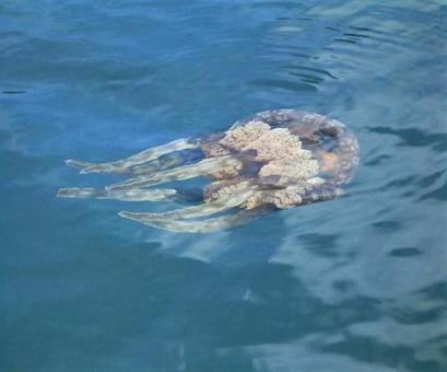 漂うタコクラゲ 漂うタコクラゲの写真