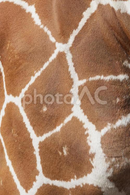 キリンの毛皮の模様 キリン,模様,毛皮の写真素材
