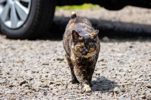猫(82) 猫(82)の写真