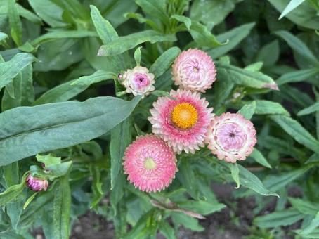 Photo, helichrysum, rustling, flower, 