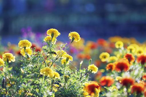 マリーゴールドが咲いた花壇 マリーゴールドが咲いた花壇 花,マリーゴールド,植物の写真素材