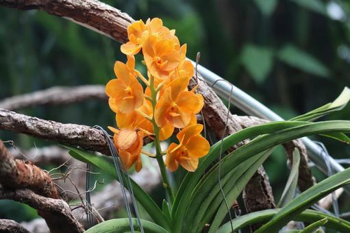 オレンジ色の花びらのアスコケンダの花 オレンジ色の花びらのアスコケンダの花の写真