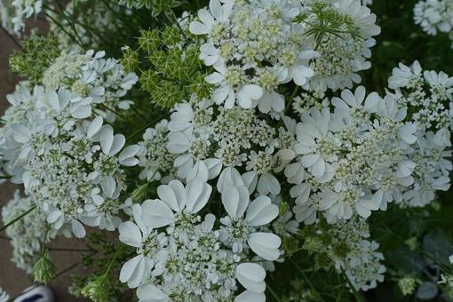 画面いっぱいの白い花 春,自然,屋外の写真素材