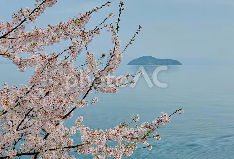 春霞の琵琶湖と満開の桜 風景,桜,チェリーブロッサムの写真素材