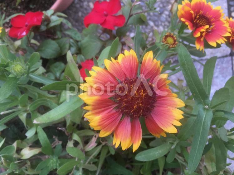元気いっぱい花びらを広げて咲く花のある風景 花,花びら,元気の写真素材