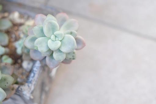 多肉植物 観葉植物,カラフル,景色の写真素材