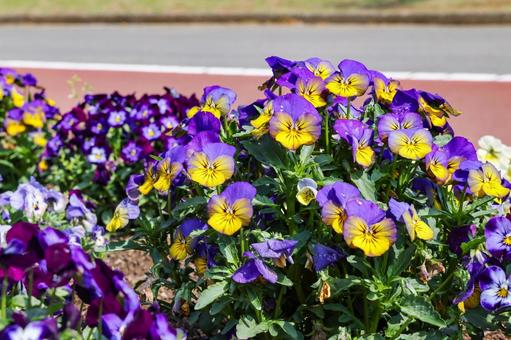 pansy, JPG
