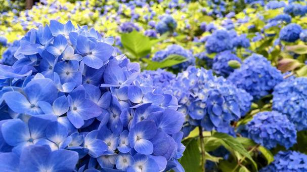紫陽花 紫陽花の写真