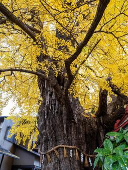 宮城八幡神社と乳イチョウ⑼ 神社,宮城野八幡神社,神社仏閣の写真素材