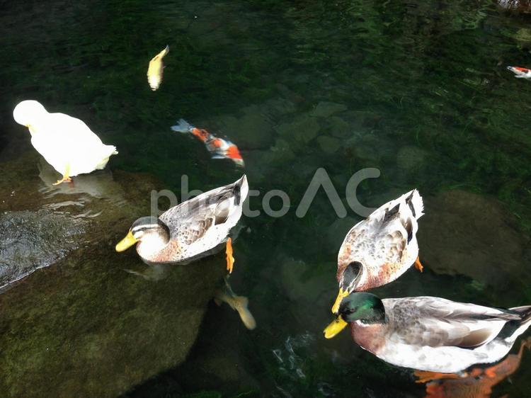 鴨の仲間たち 鴨,野生動物,池の写真素材