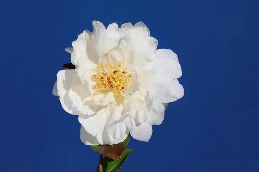 油茶の花 ユチャの花,つばき科,冬期の写真素材