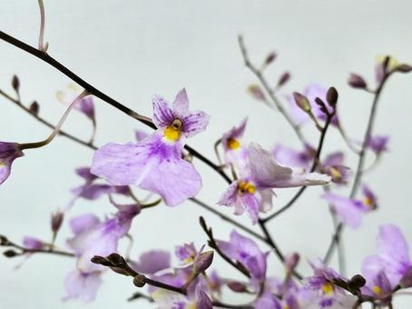 オンシジューム(ヴォランドピンク) オンシジューム(ヴォランドピンク)の写真