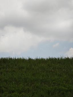 緑の草と曇り空 草,緑,空の写真素材