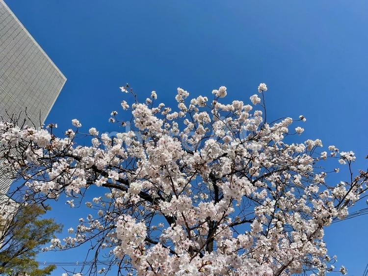 満開の桜を撮影を公園にて 桜,満開,花の写真素材