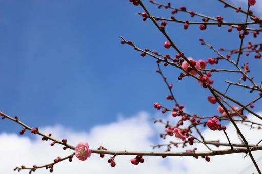 梅の木 春,梅,蕾の写真素材