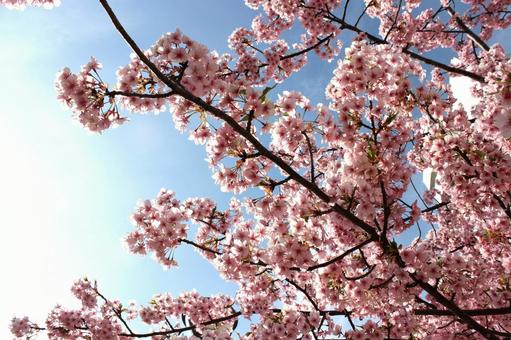 河津桜 河津桜の写真