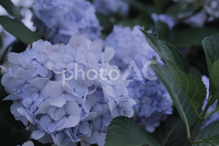 梅雨の季節　紫陽花 梅雨,6月,植物の写真素材