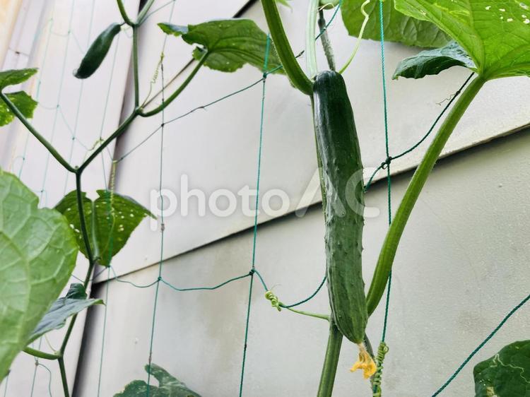 家庭菜園のきゅうり 野菜,きゅうり,家庭菜園の写真素材