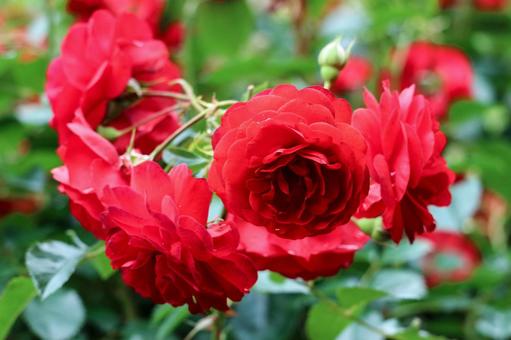 赤い薔薇 赤い薔薇 薔薇,赤い薔薇,気品の写真素材