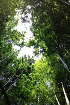 竹林 竹林の写真