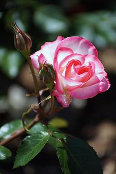 Photo, hyōgo prefecture, aramaki rose park, early summer, 