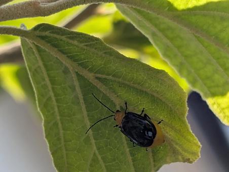 葉っぱにとまるクロウリハムシ 葉っぱにとまるクロウリハムシ クロウリハムシ,黒ウリハムシ,小さいの写真素材