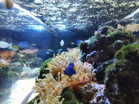 イソギンチャクと魚 イソギンチャク,水族館,生き物の写真素材