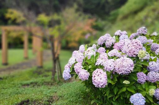 淡いピンク色の紫陽花 淡いピンク色の紫陽花の写真