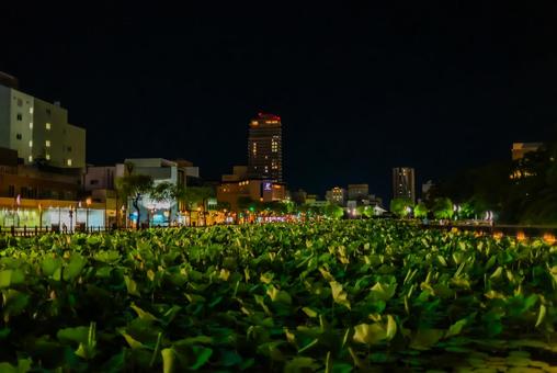 【秋田】夜の千秋公園 蓮の花 2025 【秋田】夜の千秋公園 蓮の花 2025の写真