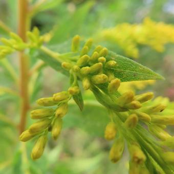 セイタカアワダチソウ(背高泡立草) セイタカアワダチソウ(背高泡立草)の写真