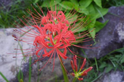 Red spider lily (Higanbana), JPG Red spider lily (Higanbana), JPG