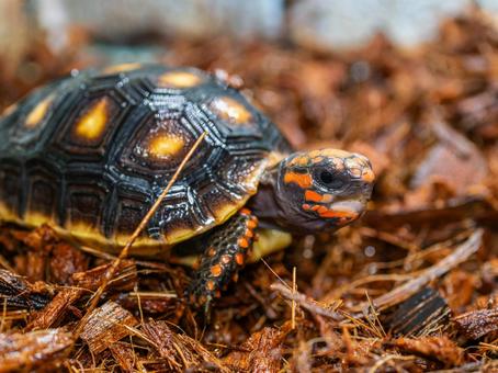 アカアシガメのアップ アカアシガメ,リクガメ,カメの写真素材