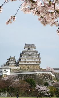 Photo, himeji castle, cherry blossoms, world heritage, 