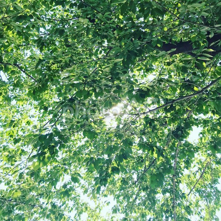 木漏れ日 木漏れ日,木,新緑の写真素材